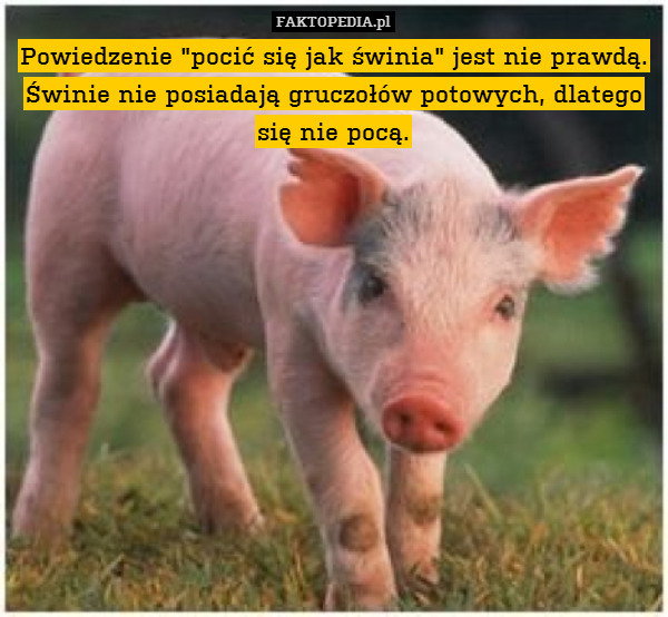 Powiedzenie "pocić się jak świnia" jest nie prawdą. Świnie nie posiadają gruczołów potowych, dlatego się nie pocą. 