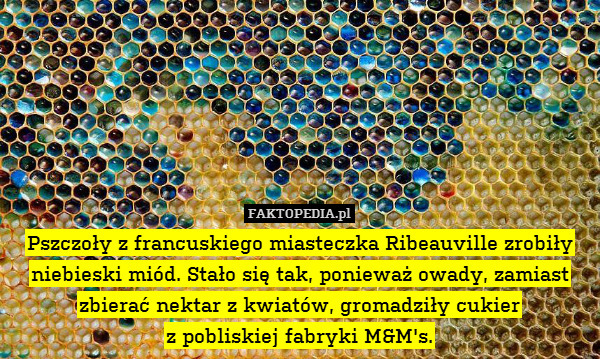 Pszczoły z francuskiego miasteczka Ribeauville zrobiły niebieski miód. Stało się tak, ponieważ owady, zamiast zbierać nektar z kwiatów, gromadziły cukier
z pobliskiej fabryki M&M&apos;s. 
