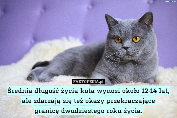 Średnia długość życia kota wynosi około 12-14 lat, ale zdarzają się też okazy przekraczające
granicę dwudziestego roku życia. 