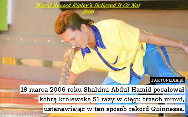 18 marca 2006 roku Shahimi Abdul Hamid pocałował kobrę królewską 51 razy w ciągu trzech minut, ustanawiając w ten sposób rekord Guinnessa. 