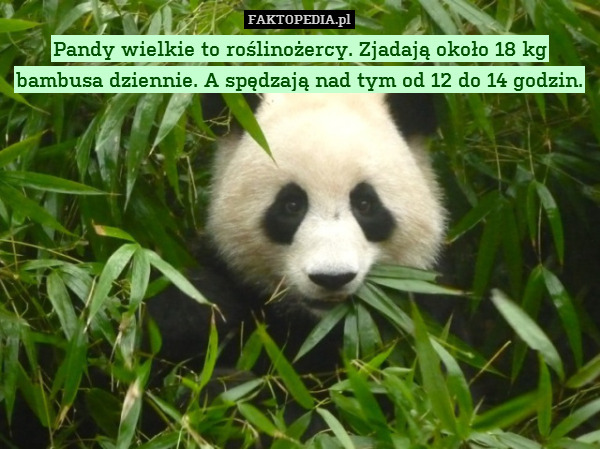 Pandy wielkie to roślinożercy. Zjadają około 18 kg bambusa dziennie. A spędzają nad tym od 12 do 14 godzin. 