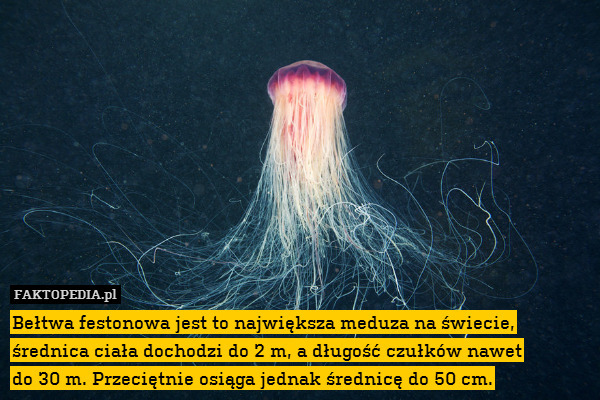 Bełtwa festonowa jest to największa meduza na świecie, średnica ciała dochodzi do 2 m, a długość czułków nawet
do 30 m. Przeciętnie osiąga jednak średnicę do 50 cm. 