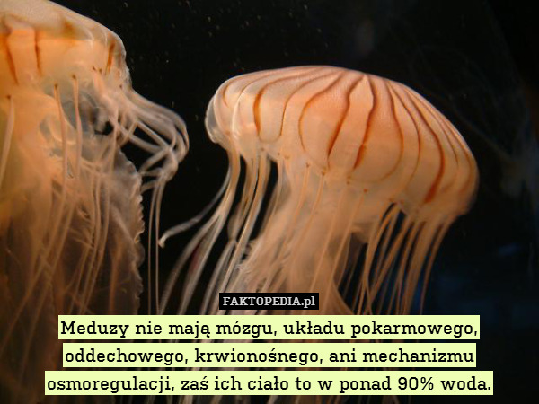 Meduzy nie mają mózgu, układu pokarmowego, oddechowego, krwionośnego, ani mechanizmu osmoregulacji, zaś ich ciało to w ponad 90% woda. 