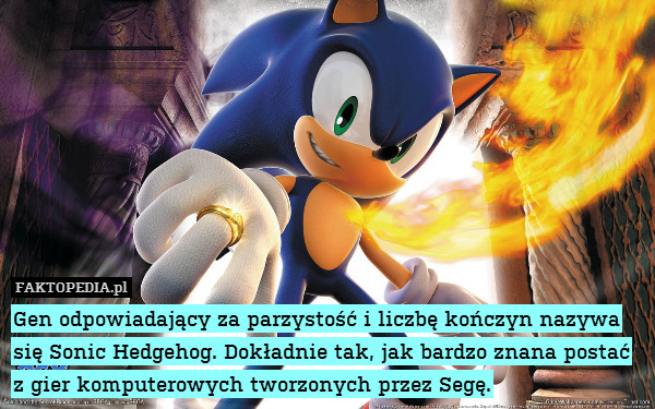 Gen odpowiadający za parzystość i liczbę kończyn nazywa się Sonic Hedgehog. Dokładnie tak, jak bardzo znana postać z gier komputerowych tworzonych przez Segę. 