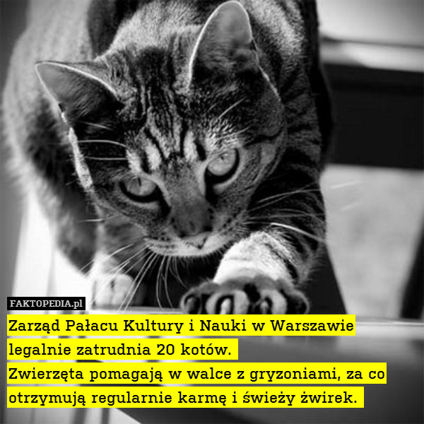 Zarząd Pałacu Kultury i Nauki w Warszawie legalnie zatrudnia 20 kotów. 
Zwierzęta pomagają w walce z gryzoniami, za co otrzymują regularnie karmę i świeży żwirek. 