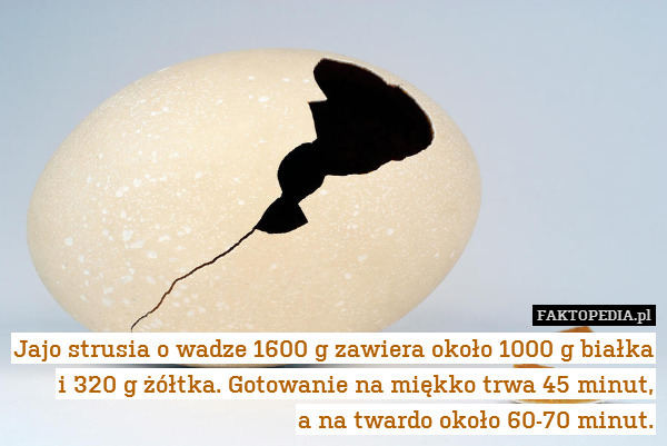 Jajo strusia o wadze 1600 g zawiera około 1000 g białka i 320 g żółtka. Gotowanie na miękko trwa 45 minut,
a na twardo około 60-70 minut. 