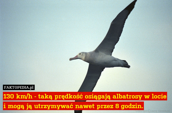 130 km/h - taką prędkość osiągają albatrosy w locie i mogą ją utrzymywać nawet przez 8 godzin. 
