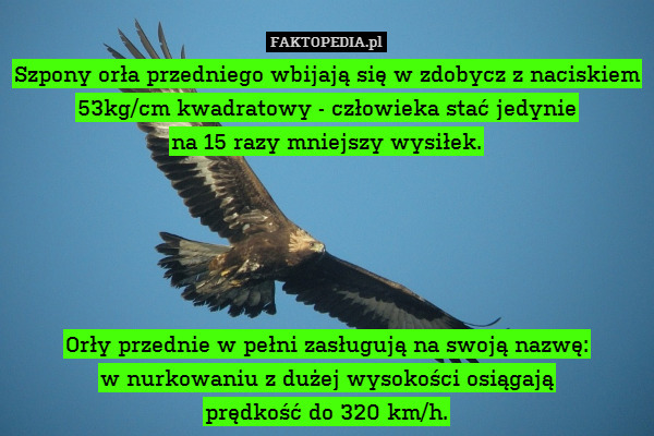 Szpony orła przedniego wbijają się w zdobycz z naciskiem 53kg/cm kwadratowy - człowieka stać jedynie
na 15 razy mniejszy wysiłek.





Orły przednie w pełni zasługują na swoją nazwę:
w nurkowaniu z dużej wysokości osiągają
prędkość do 320 km/h. 