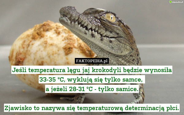 Jeśli temperatura lęgu jaj krokodyli będzie wynosiła
 33-35 °C, wyklują się tylko samce, 
a jeżeli 28-31 °C - tylko samice.

Zjawisko to nazywa się temperaturową determinacją płci. 