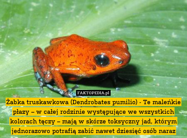Żabka truskawkowa (Dendrobates pumilio) - Te maleńkie płazy – w całej rodzinie występujące we wszystkich kolorach tęczy – mają w skórze toksyczny jad, którym jednorazowo potrafią zabić nawet dziesięć osób naraz 