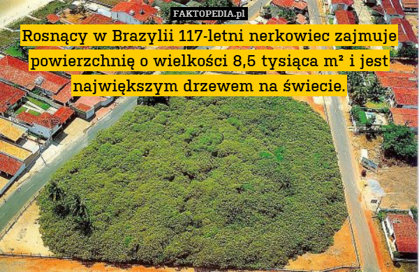 Rosnący w Brazylii 117-letni nerkowiec zajmuje powierzchnię o wielkości 8,5 tysiąca m² i jest największym drzewem na świecie. 