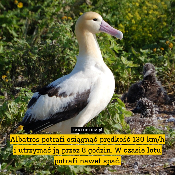 Albatros potrafi osiągnąć prędkość 130 km/h
i utrzymać ją przez 8 godzin. W czasie lotu
potrafi nawet spać. 