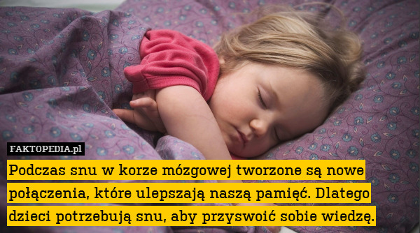 Podczas snu w korze mózgowej tworzone są nowe połączenia, które ulepszają naszą pamięć. Dlatego dzieci potrzebują snu, aby przyswoić sobie wiedzę. 