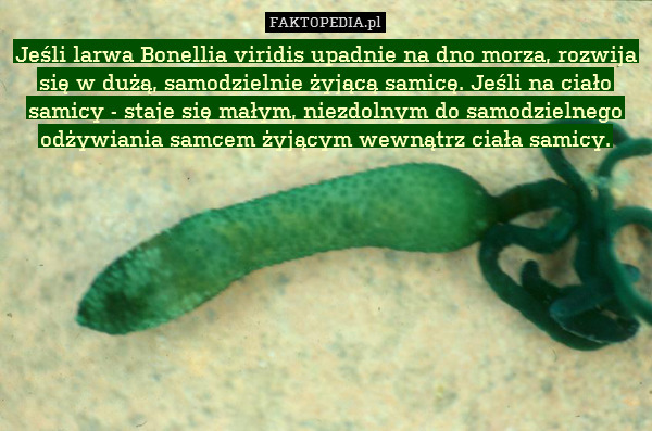 Jeśli larwa Bonellia viridis upadnie na dno morza, rozwija się w dużą, samodzielnie żyjącą samicę. Jeśli na ciało samicy - staje się małym, niezdolnym do samodzielnego odżywiania samcem żyjącym wewnątrz ciała samicy. 