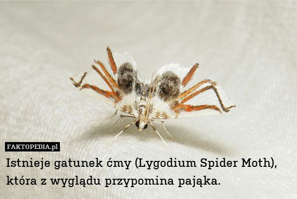 Istnieje gatunek ćmy (Lygodium Spider Moth),
która z wyglądu przypomina pająka. 