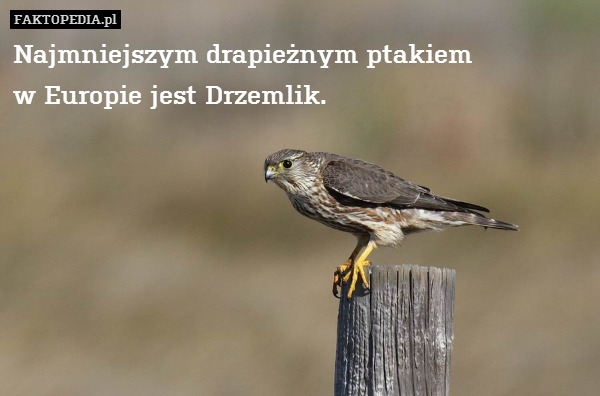 Najmniejszym drapieżnym ptakiem
w Europie jest Drzemlik. 