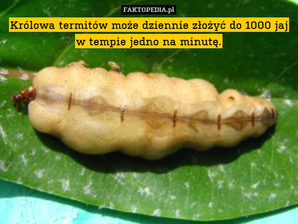 Królowa termitów może dziennie złożyć do 1000 jaj w tempie jedno na minutę. 