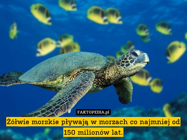 Żółwie morskie pływają w morzach co najmniej od 150 milionów lat. 
