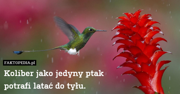 Koliber jako jedyny ptak
potrafi latać do tyłu. 