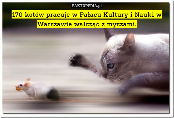 170 kotów pracuje w Pałacu Kultury i Nauki w Warszawie walcząc z myszami. 