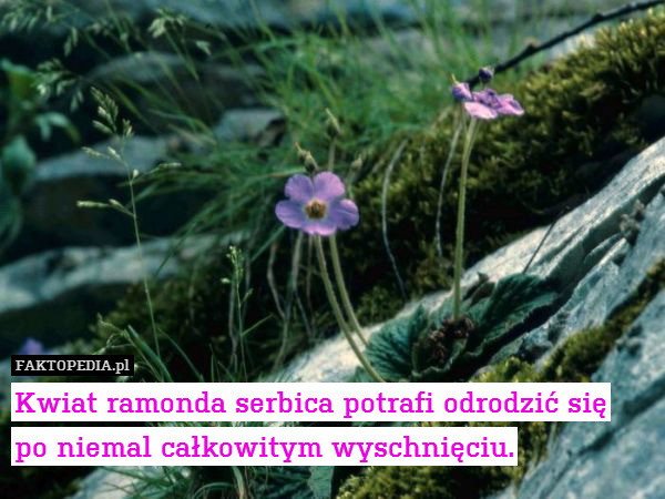 Kwiat ramonda serbica potrafi odrodzić się
po niemal całkowitym wyschnięciu. 