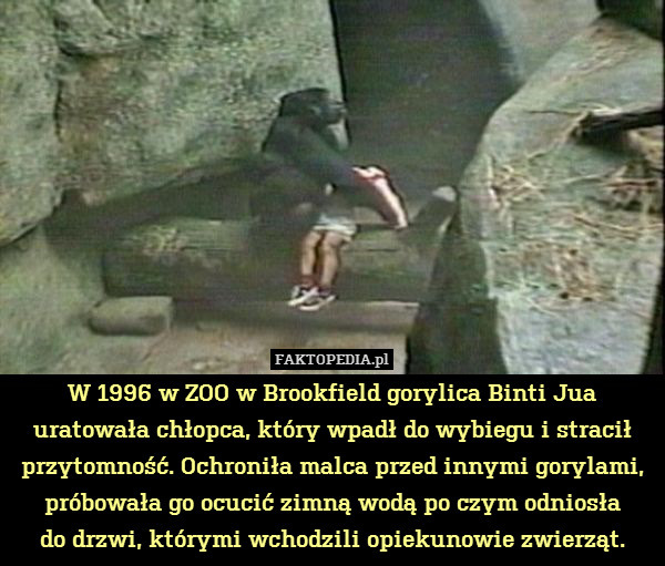 W 1996 w ZOO w Brookfield gorylica Binti Jua uratowała chłopca, który wpadł do wybiegu i stracił przytomność. Ochroniła malca przed innymi gorylami, próbowała go ocucić zimną wodą po czym odniosła
do drzwi, którymi wchodzili opiekunowie zwierząt. 