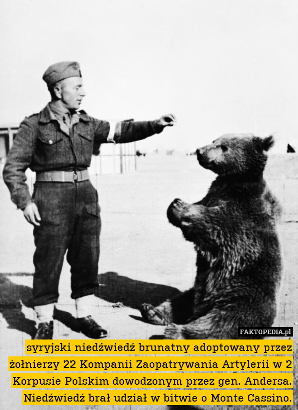 syryjski niedźwiedź brunatny adoptowany przez żołnierzy 22 Kompanii Zaopatrywania Artylerii w 2 Korpusie Polskim dowodzonym przez gen. Andersa. Niedźwiedź brał udział w bitwie o Monte Cassino. 
