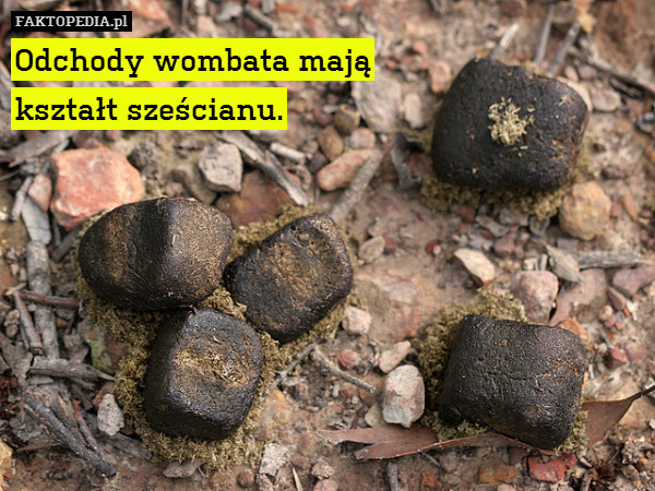 Odchody wombata mają
kształt sześcianu. 