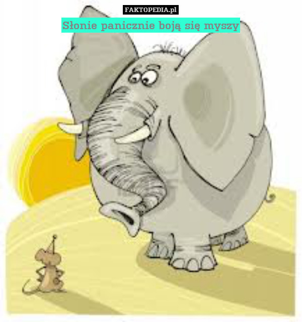 Słonie panicznie boją się myszy 