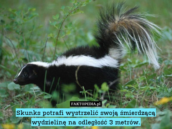 Skunks potrafi wystrzelić swoją śmierdzącą wydzielinę na odległość 3 metrów. 
