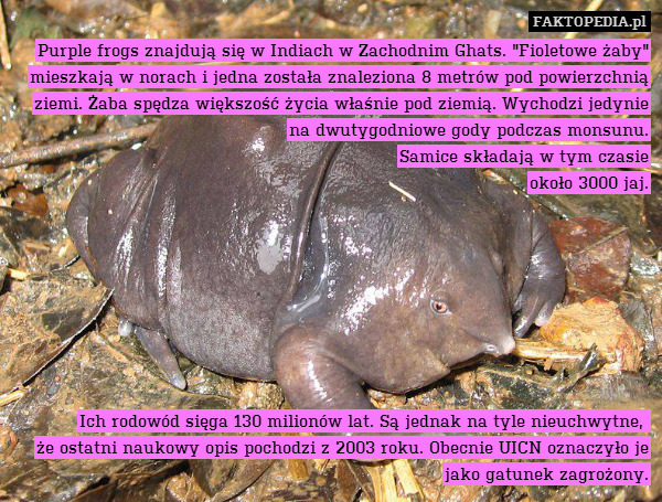 Purple frogs znajdują się w Indiach w Zachodnim Ghats. "Fioletowe żaby" mieszkają w norach i jedna została znaleziona 8 metrów pod powierzchnią ziemi. Żaba spędza większość życia właśnie pod ziemią. Wychodzi jedynie na dwutygodniowe gody podczas monsunu.
 Samice składają w tym czasie
 około 3000 jaj.








Ich rodowód sięga 130 milionów lat. Są jednak na tyle nieuchwytne, 
że ostatni naukowy opis pochodzi z 2003 roku. Obecnie UICN oznaczyło je jako gatunek zagrożony. 