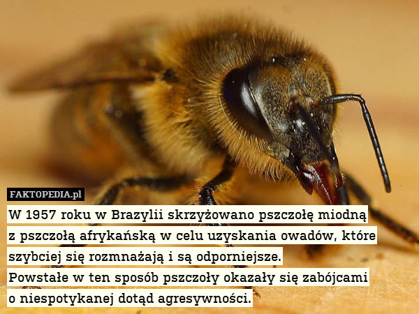 W 1957 roku w Brazylii skrzyżowano pszczołę miodną
z pszczołą afrykańską w celu uzyskania owadów, które szybciej się rozmnażają i są odporniejsze.
Powstałe w ten sposób pszczoły okazały się zabójcami
o niespotykanej dotąd agresywności. 