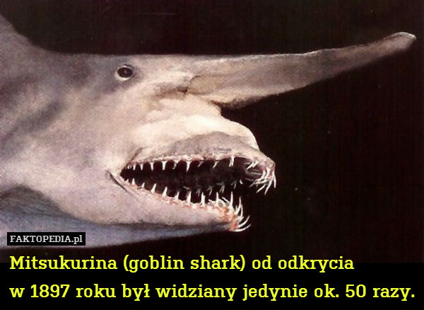 Mitsukurina (goblin shark) od odkrycia
w 1897 roku był widziany jedynie ok. 50 razy. 