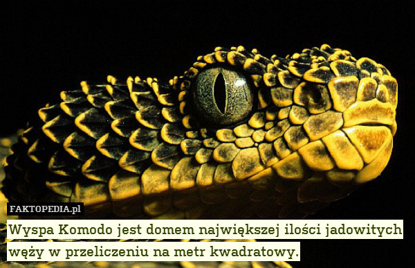 Wyspa Komodo jest domem największej ilości jadowitych węży w przeliczeniu na metr kwadratowy. 