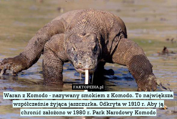 Waran z Komodo - nazywany smokiem z Komodo. To największa współcześnie żyjąca jaszczurka. Odkryta w 1910 r. Aby ją chronić założono w 1980 r. Park Narodowy Komodo 