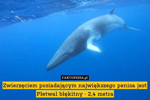 Zwierzęciem posiadającym największego penisa jest Płetwal błękitny - 2,4 metra 