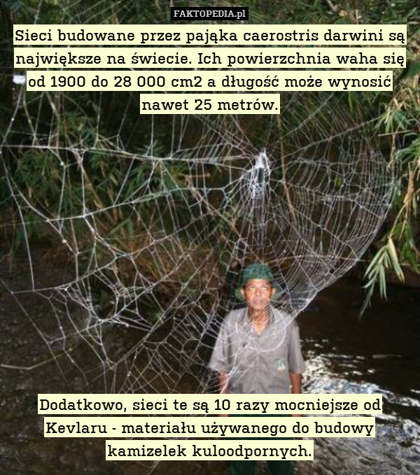 Sieci budowane przez pająka caerostris darwini są największe na świecie. Ich powierzchnia waha się od 1900 do 28 000 cm2 a długość może wynosić nawet 25 metrów.












Dodatkowo, sieci te są 10 razy mocniejsze od Kevlaru - materiału używanego do budowy kamizelek kuloodpornych. 