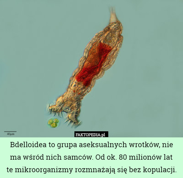 Bdelloidea to grupa aseksualnych wrotków, nie ma wśród nich samców. Od ok. 80 milionów lat
 te mikroorganizmy rozmnażają się bez kopulacji. 