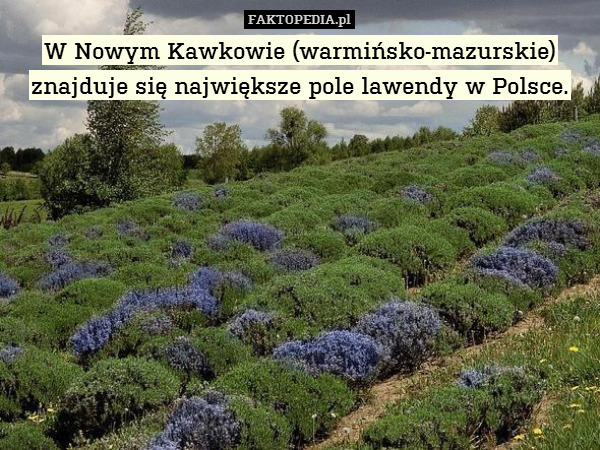 W Nowym Kawkowie (warmińsko-mazurskie) znajduje się największe pole lawendy w Polsce. 