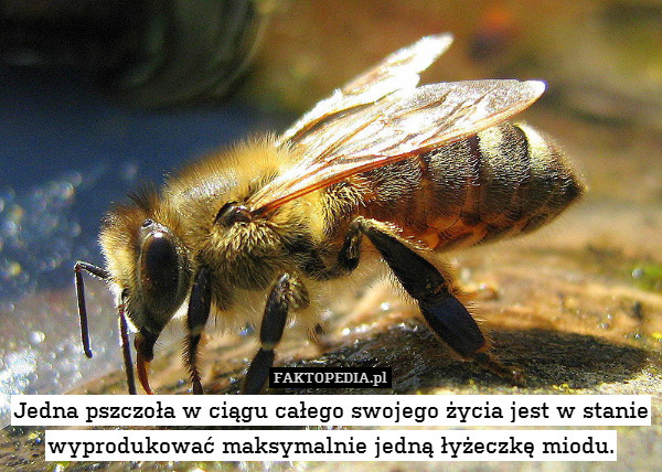 Jedna pszczoła w ciągu całego swojego życia jest w stanie wyprodukować maksymalnie jedną łyżeczkę miodu. 