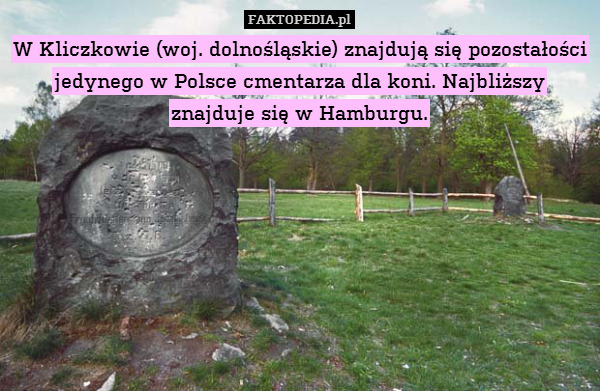 W Kliczkowie (woj. dolnośląskie) znajdują się pozostałości jedynego w Polsce cmentarza dla koni. Najbliższy znajduje się w Hamburgu. 