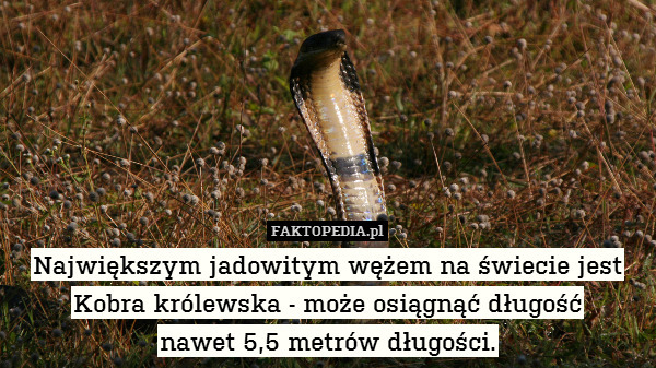 Największym jadowitym wężem na świecie jest Kobra królewska - może osiągnąć długość
nawet 5,5 metrów długości. 