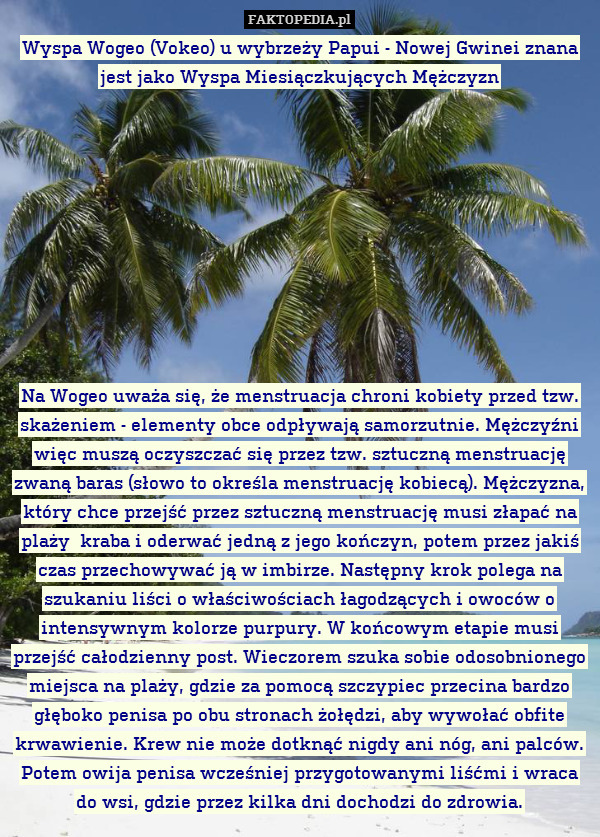 Wyspa Wogeo (Vokeo) u wybrzeży Papui - Nowej Gwinei znana jest jako Wyspa Miesiączkujących Mężczyzn












Na Wogeo uważa się, że menstruacja chroni kobiety przed tzw. skażeniem - elementy obce odpływają samorzutnie. Mężczyźni więc muszą oczyszczać się przez tzw. sztuczną menstruację zwaną baras (słowo to określa menstruację kobiecą). Mężczyzna, który chce przejść przez sztuczną menstruację musi złapać na plaży  kraba i oderwać jedną z jego kończyn, potem przez jakiś czas przechowywać ją w imbirze. Następny krok polega na szukaniu liści o właściwościach łagodzących i owoców o intensywnym kolorze purpury. W końcowym etapie musi przejść całodzienny post. Wieczorem szuka sobie odosobnionego miejsca na plaży, gdzie za pomocą szczypiec przecina bardzo głęboko penisa po obu stronach żołędzia, aby wywołać obfite krwawienie. Krew nie może dotknąć nigdy ani nóg, ani palców. Potem owija penisa wcześniej przygotowanymi liśćmi i wraca do wsi, gdzie przez kilka dni dochodzi do zdrowia. 