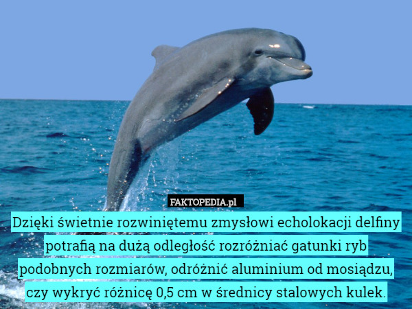 Dzięki świetnie rozwiniętemu zmysłowi echolokacji delfiny potrafią na dużą odległość rozróżniać gatunki ryb podobnych rozmiarów, odróżnić aluminium od mosiądzu, czy wykryć różnicę 0,5 cm w średnicy stalowych kulek. 