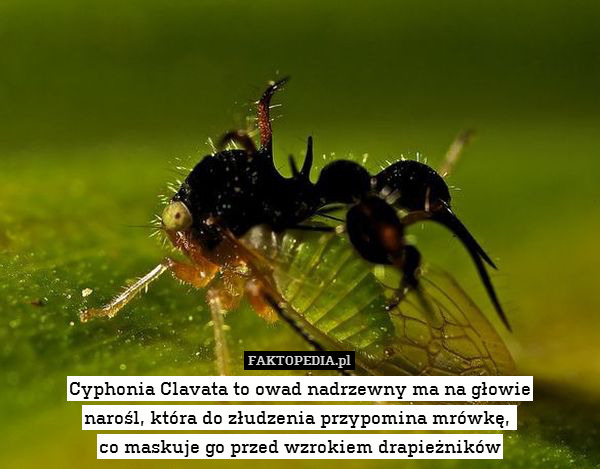 Cyphonia Clavata to owad nadrzewny ma na głowie
narośl, która do złudzenia przypomina mrówkę, 
co maskuje go przed wzrokiem drapieżników 