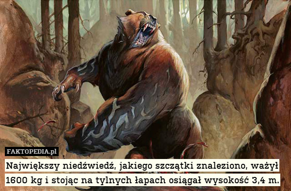 Największy niedźwiedź, jakiego szczątki znaleziono, ważył 1600 kg i stojąc na tylnych łapach osiągał wysokość 3,4 m. 
