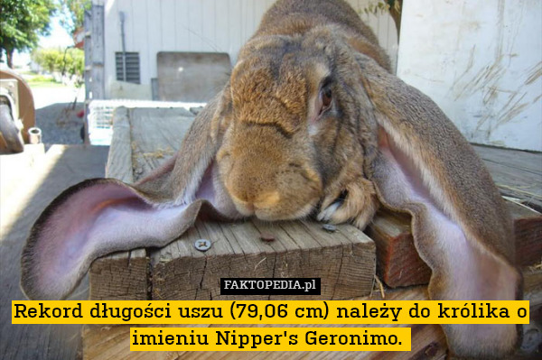 Rekord długości uszu (79,06 cm) należy do królika o imieniu Nipper&apos;s Geronimo. 