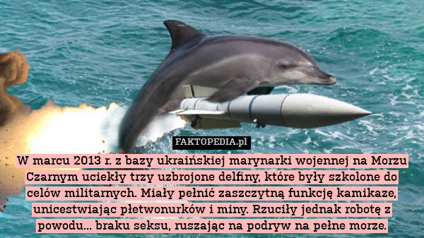 W marcu 2013 r. z bazy ukraińskiej marynarki wojennej na Morzu Czarnym uciekły trzy uzbrojone delfiny, które były szkolone do celów militarnych. Miały pełnić zaszczytną funkcję kamikaze, unicestwiając płetwonurków i miny. Rzuciły jednak robotę z powodu... braku seksu, ruszając na podryw na pełne morze. 