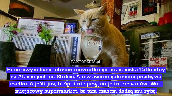 Honorowym burmistrzem niewielkiego miasteczka Talkeetny na Alasce jest kot Stubbs. Ale w swoim gabinecie przebywa rzadko. A jeśli już, to śpi i nie przyjmuje interesantów. Woli miejscowy supermarket, bo tam czasem dadzą mu rybę. 
