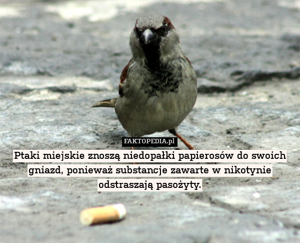 Ptaki miejskie znoszą niedopałki papierosów do swoich gniazd, ponieważ substancje zawarte w nikotynie odstraszają pasożyty. 